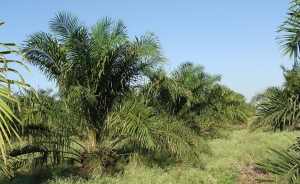 Con aranceles cero para aceites, gobierno subi&oacute; como palma y bajo como coco