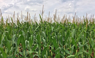 Productores de ma&iacute;z europeos temen el impacto negativo del pacto con EEUU
