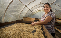 Destinan mil millones de pesos a inclusi&oacute;n financiera en caficultores
