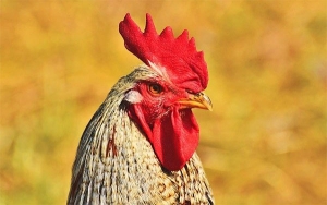 El cuento del gallo cap&oacute;n