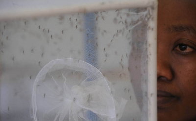 FAO est&aacute; preparada para contribuir en lucha internacional contra el zika