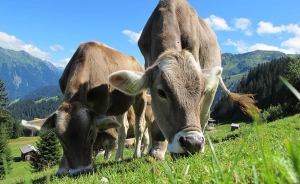 Ganaderos pulverizar&iacute;an leche para exportar