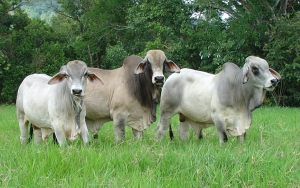 Venta de Friog&aacute;n generar&iacute;a posici&oacute;n dominante en el mercado