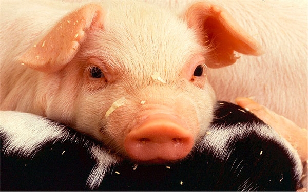 Angola, destino de la primera exportaci&oacute;n de carne de cerdo