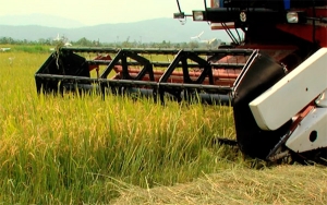 Cosecha arrocera garantiza el cereal que Colombia necesita