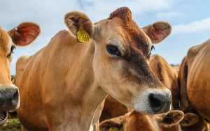 Ganaderos ponen a disposici&oacute;n su red log&iacute;stica para vacunas Covid-19