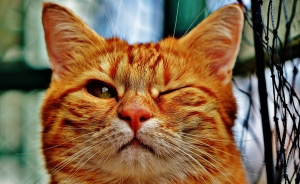 Mascotas les siguen haciendo el gui&ntilde;o a aseguradoras