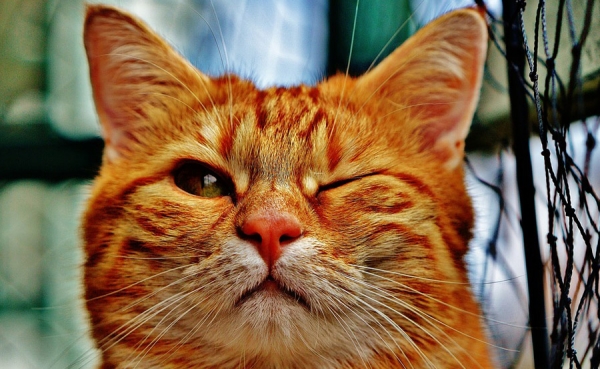 Mascotas les siguen haciendo el gui&ntilde;o a aseguradoras