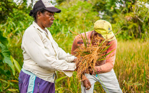 Recuperar vocaci&oacute;n olvidada: Apuesta de ADR con productores del Choc&oacute;