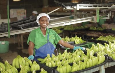 Bananeros se preparan para el Fen&oacute;meno del Ni&ntilde;o