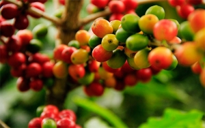 Inici&oacute; campamento &ldquo;Id&eacute;ate Caf&eacute;&rdquo; con innovadores y emprendedores