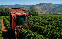 Robusta, una oportunidad en bajas alturas: Germ&aacute;n Baham&oacute;n