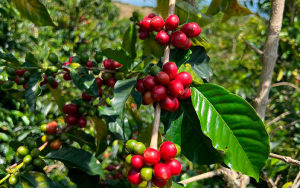 Caf&eacute; del sur del Huila, m&aacute;s que calidad, un lujo y una sensaci&oacute;n distinta