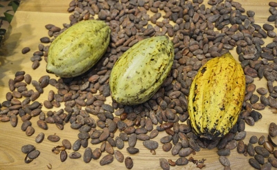 El Ni&ntilde;o no se tom&oacute; el cacao