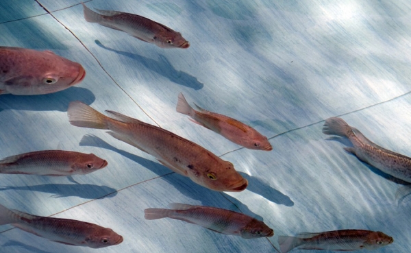 Tilapia nacional tiene gran demanda en Estados Unidos