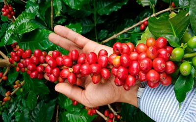 Expertos japoneses se capacitan en Colombia en calidad de caf&eacute;s suaves