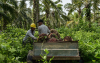 Por agro Colombia tiene ventajas competitivas en la UE: Solidaridad Network