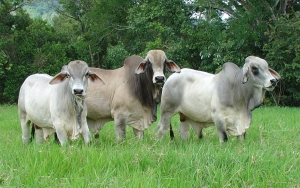 Ganaderos expresan descontento por aplazamientos del Decreto 1500