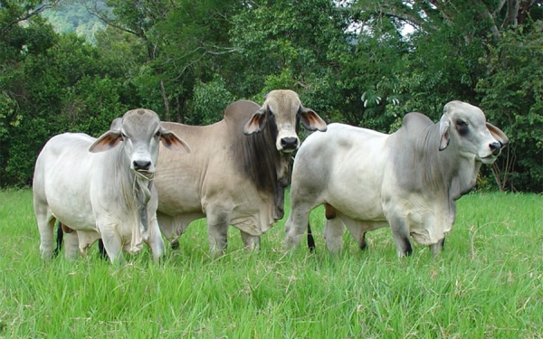 Ganaderos expresan descontento por aplazamientos del Decreto 1500