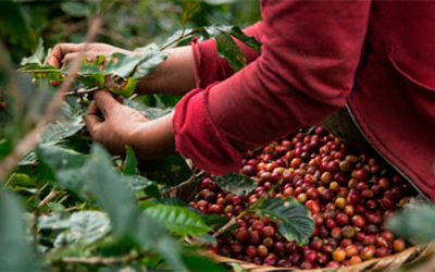 Producci&oacute;n de caf&eacute; de Colombia cae 20% en enero