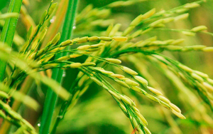 Gobierno apoya cadena productiva del arroz