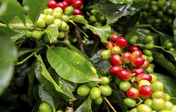 Indiscutiblemente, el caf&eacute; es el &uacute;nico muerto que no se deja enterrar