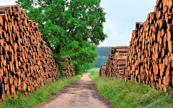 Apremio econ&oacute;mico impact&oacute; descarbonizaci&oacute;n y aument&oacute; deforestaci&oacute;n