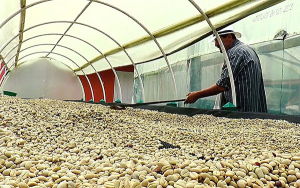 Fedecafeteros lanza plan para fortificar cooperativas