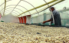 Fedecafeteros lanza plan para fortificar cooperativas