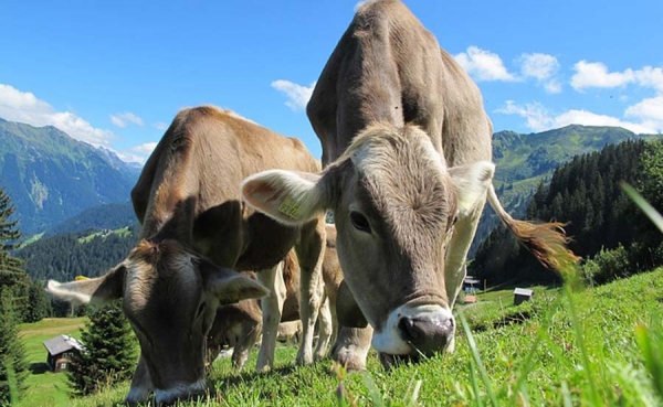 La Uni&oacute;n Europea vuelve a permitir la entrada de carne producida en Paraguay