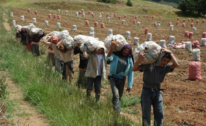 Productores de papa afectados por importaciones y posible lavado