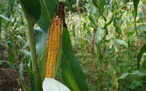 En un a&ntilde;o importaciones de ma&iacute;z blanco en Colombia aumentaron en 411 %