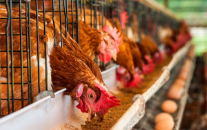 Av&iacute;colas colombianas exportar&iacute;an v&iacute;a TLC y avanzan a paso firme: Fenavi