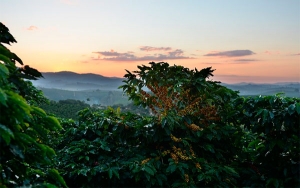 Cosecha cafetera con sabor agridulce, unos confesados y otros condenados