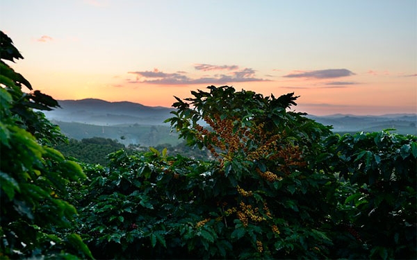 Cosecha cafetera con sabor agridulce, unos confesados y otros condenados