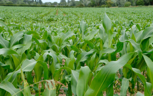 Preocupante disminuci&oacute;n de &aacute;reas de siembra en el pa&iacute;s