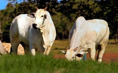 Fedegan dice que la carne colombiana es demasiado sana