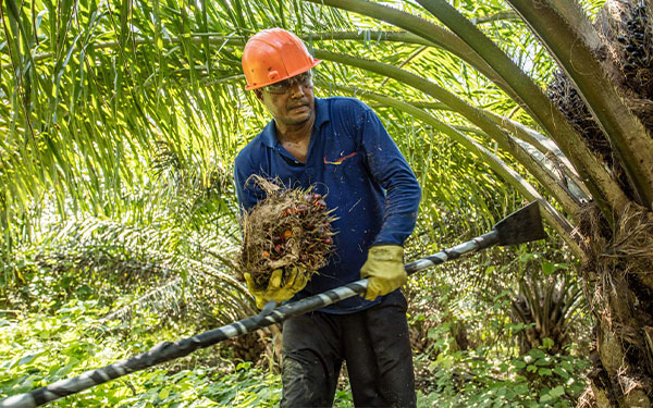 Bloqueos en v&iacute;as de Santander impacta actividad palmera