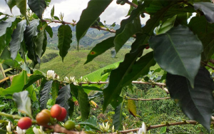Cafeteros temen que cosecha de 2022 sea inferior por clima