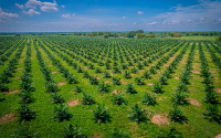 Gremca 10 huella de carbono -0: La forma ganadora de producir aceite de palma