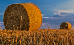 Productores agropecuarios de Nicaragua quieren libre comercio con Venezuela