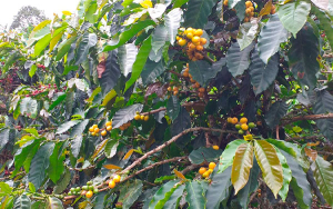 Santa Mar&iacute;a, siembra sublime, paisaje imperdible e imperio del caf&eacute; especial