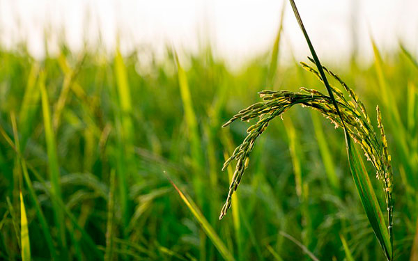 Gobierno apoyar&aacute; comercializaci&oacute;n para fortalecer el sector arrocero