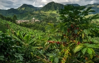 Risaralda, una caficultura ancestral que glorifica y enamora