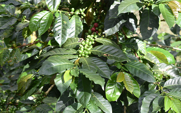 Huila no quita el pie del acelerador, lidera ranking de producci&oacute;n cafetera