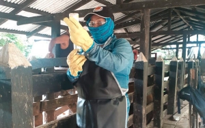 Ganaderos listos para iniciar el Ciclo I de vacunaci&oacute;n contra la fiebre aftosa