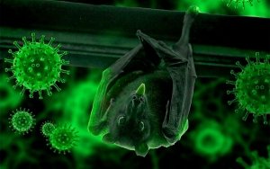 OMS dice que es poco probable que Covid-19 se originara en Wuhan