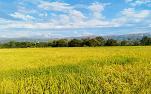 Todos los gobiernos y partidos pol&iacute;ticos son culpables de la crisis agraria