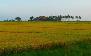 Arroceros sembrar&iacute;an 100.000 hect&aacute;reas adicionales