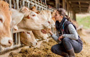 Vacunar, practica importante en el sector pecuario